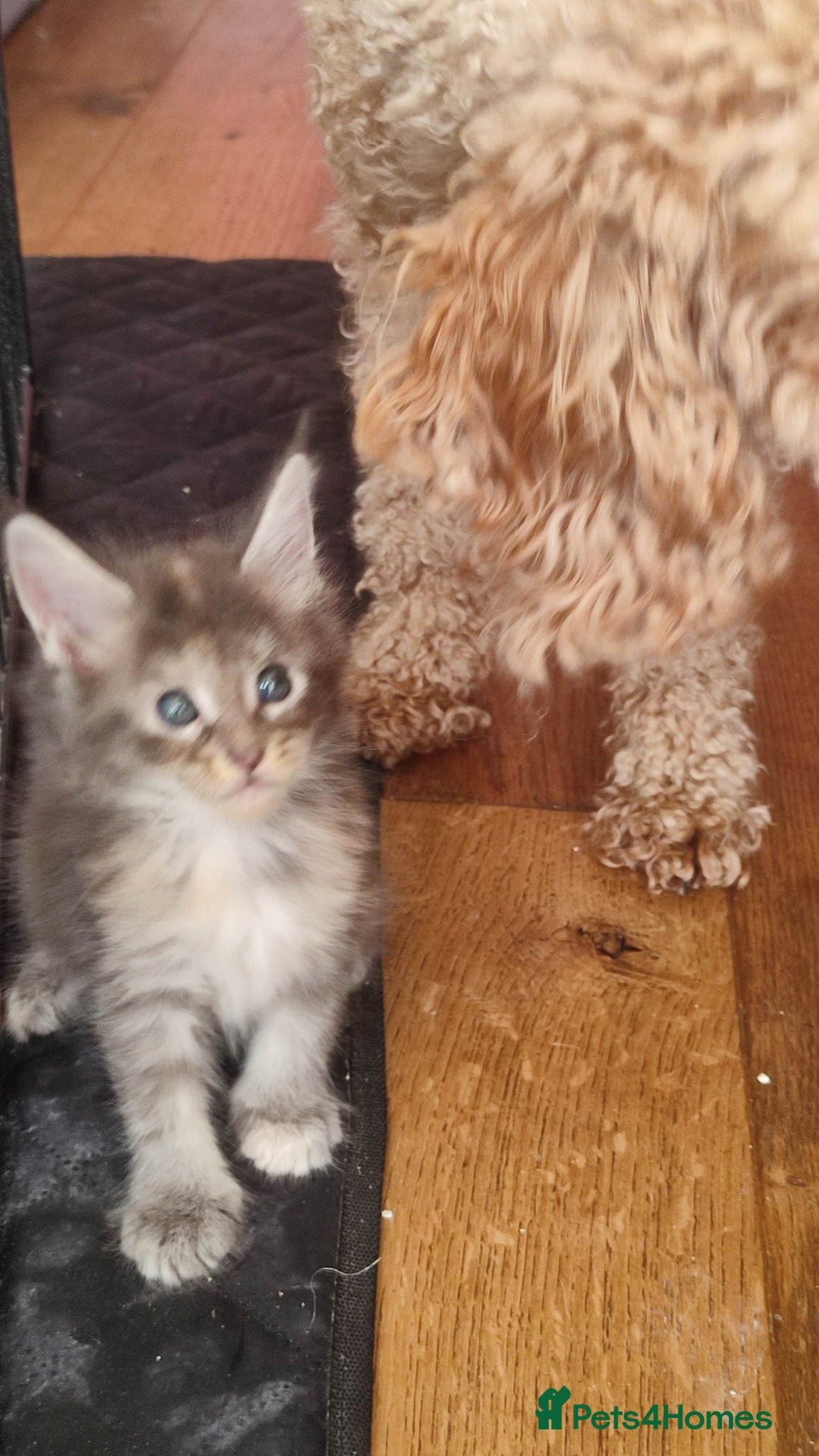 Maine Coon cats for sale: Fully health tested and Tica registered  in Great Missenden - Image 30
