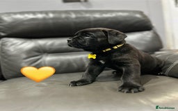 Cane Corso dogs for sale: Chunky Cane Corso Cross Pups – Ready Next Week! - Image 6