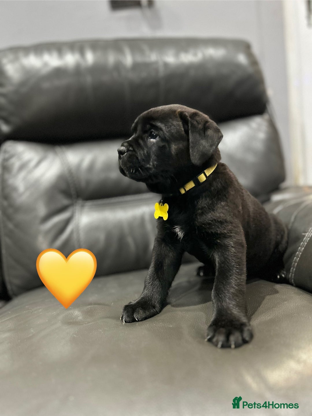 Cane Corso dogs for sale: Chunky Cane Corso Cross Pups – Ready Next Week! - Image 6