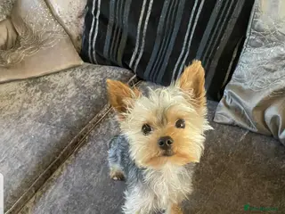Yorkshire Terrier dogs Long haired mini Yorkshire terrier to stud - Advert 5