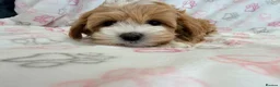 Maltipoo dogs for sale: Beautiful F1 Health Tested Maltipoo babies 💙🐾💖 - Advert 3