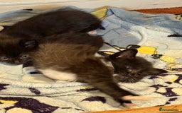 Domestic Shorthair cats for sale: Male and female kittens  - Image 4