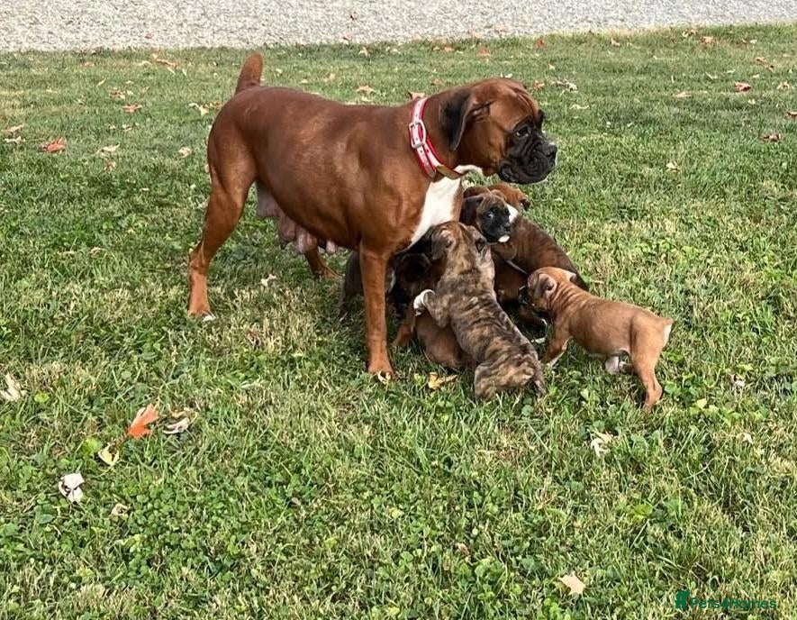 Boxer dogs 5 show pure Boxers Puppies - Advert 11