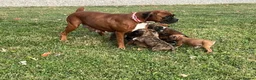 Boxer dogs for sale: 5 show pure Boxers Puppies - Advert 1