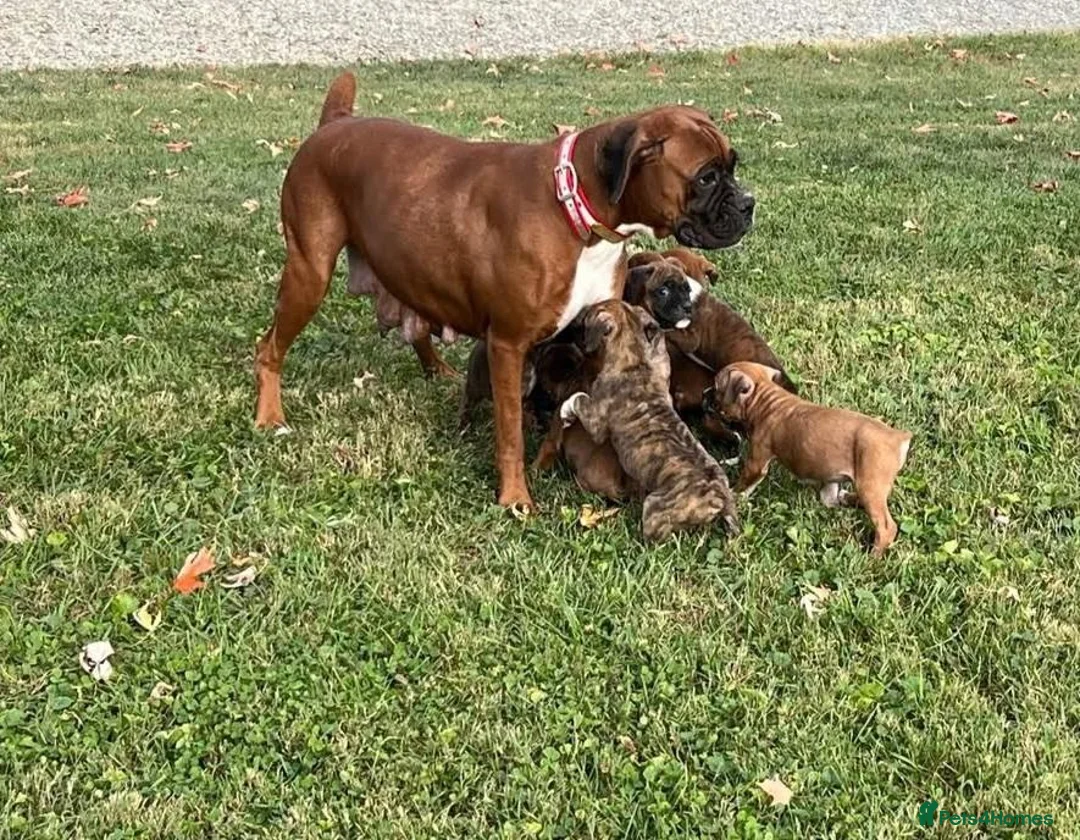 Boxer dogs for sale: 5 show pure Boxers Puppies - Advert 1