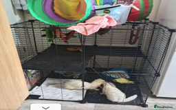 Ferret rodents for sale: 2 male albino ferrets - Image 1