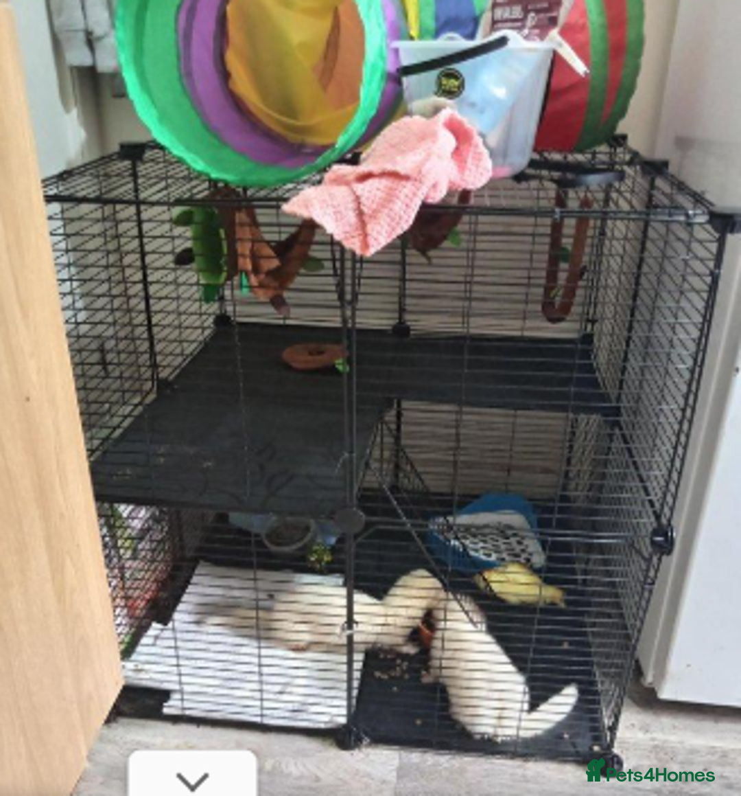 Ferret rodents for sale: 2 male albino ferrets - Image 1