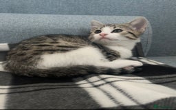 Mixed Breed cats for sale: Bengal x British long hair kittens  - Image 2