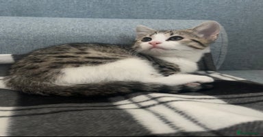 Mixed Breed cats - Advert 3