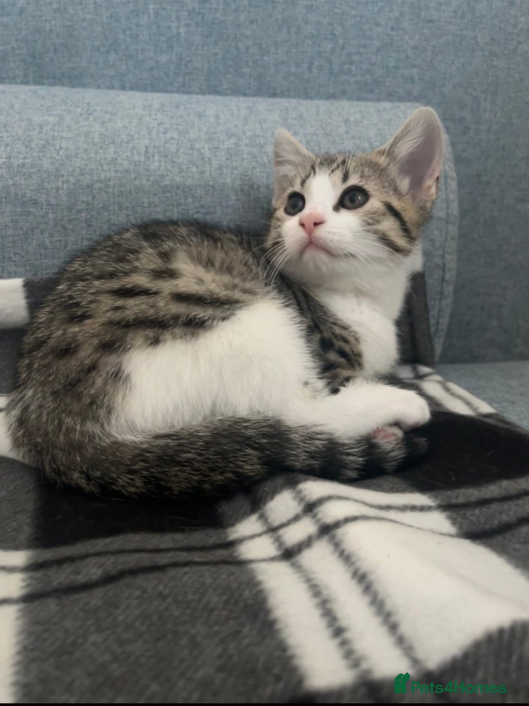 Mixed Breed cats for sale: Bengal x British long hair kittens  - Image 2