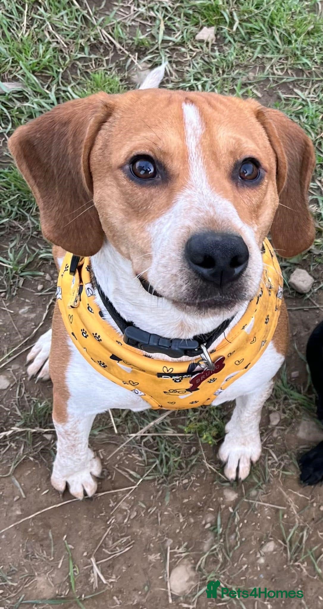 Beagle dogs Energetic and loving Beagle Boy - Bruno! - Advert 1