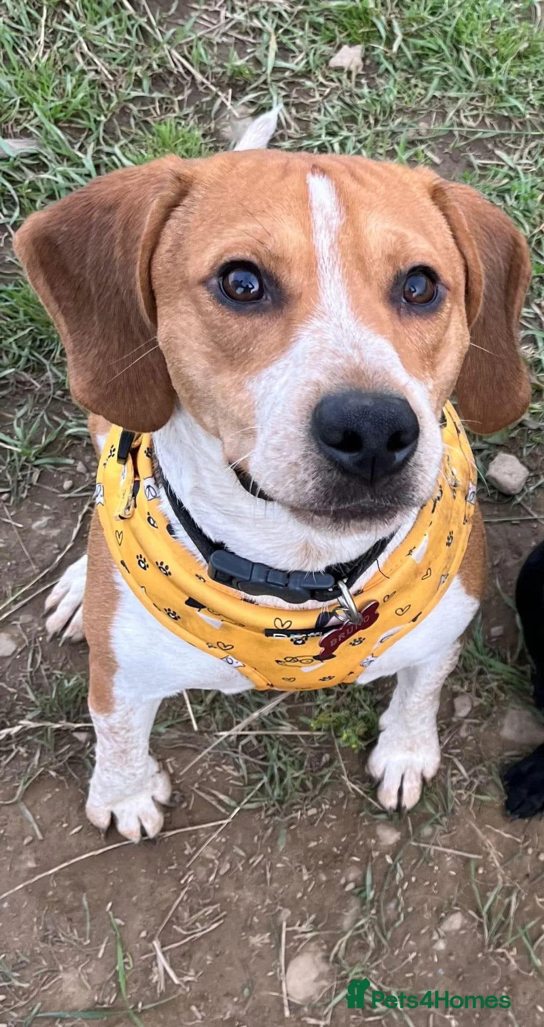 Beagle dogs for sale: Bruno - Beagle (new pictures & info on request) - Advert 1