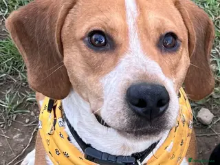 Beagle dogs Bruno - Beagle (new pictures & info on request) - Advert 1