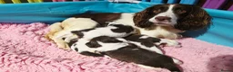 English Springer Spaniel dogs for sale: KC Health Tested, Home Reared 5 ⭐️ Liver Pups - Advert 11