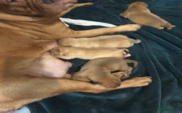 Dogue De Bordeaux dogs for sale: Dogue de Bordeaux pups - Image 10