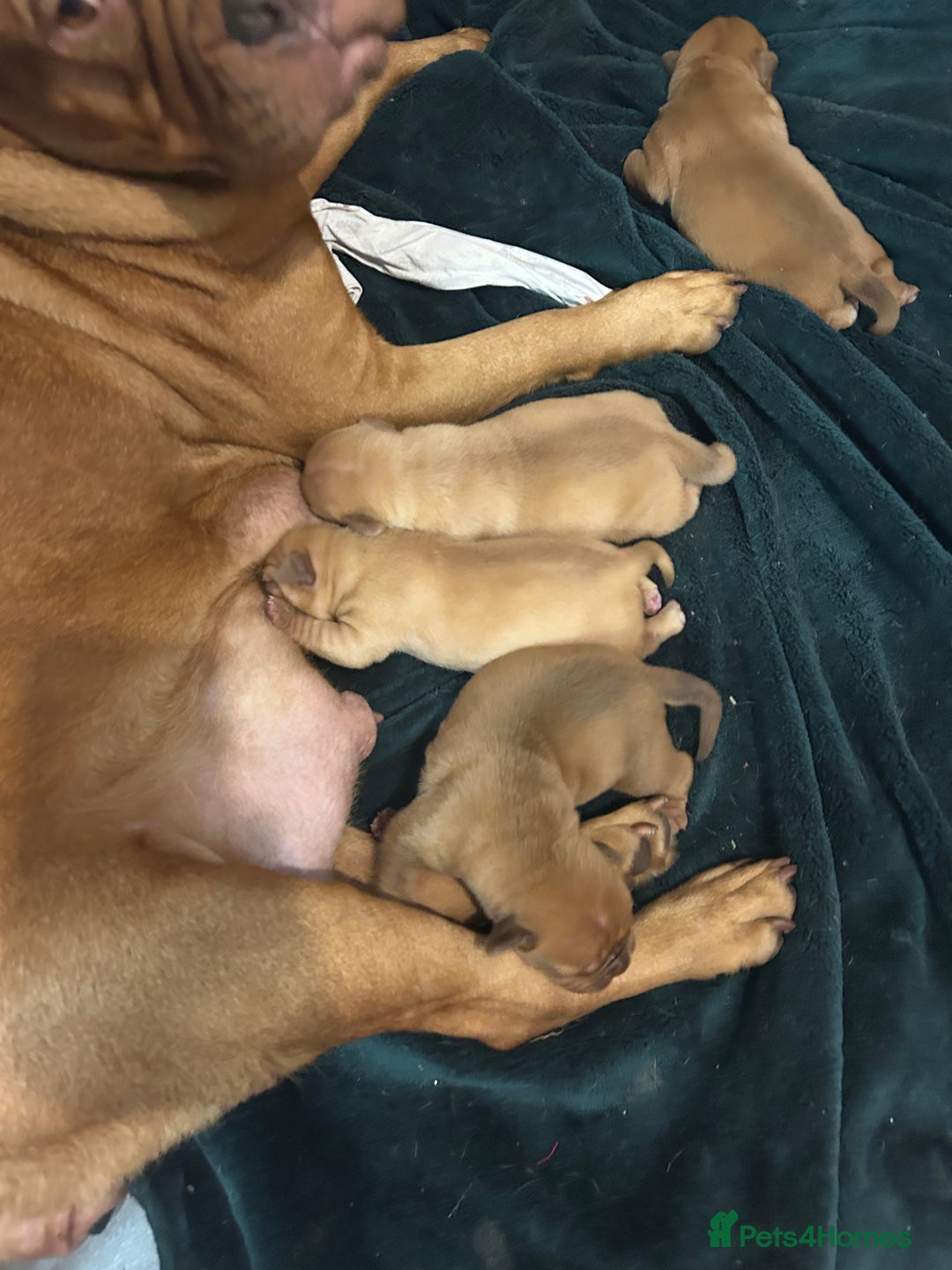 Dogue De Bordeaux dogs for sale: Dogue de Bordeaux pups - Image 10