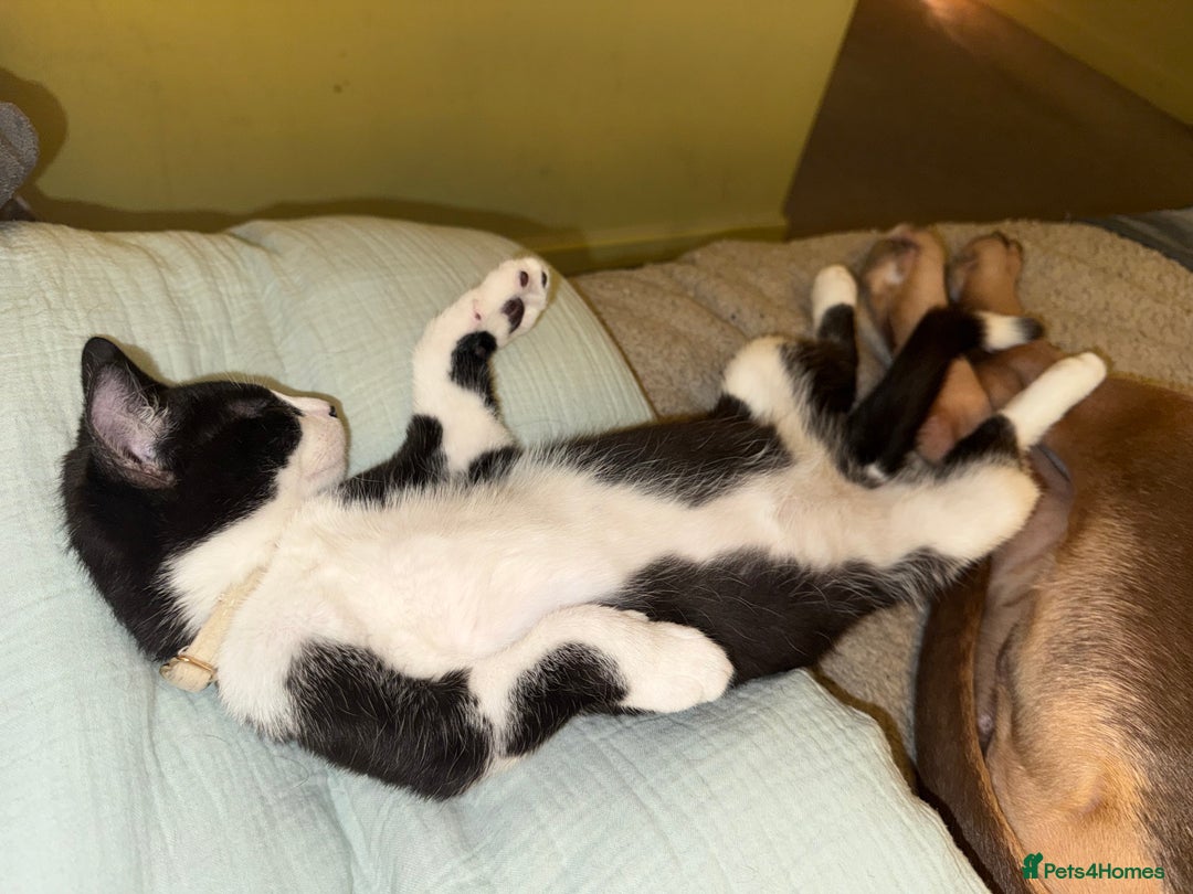 Mixed Breed cats for sale: 2 beautiful kittens  - Advert 5