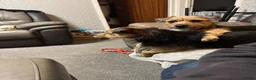 Patterjack dogs for sale: 2 patterjack sisters in Tamworth - Advert 3