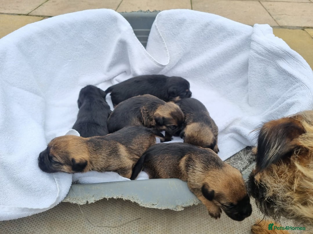 Border Terrier dogs for sale: Kc border terrier pups  - Image 8