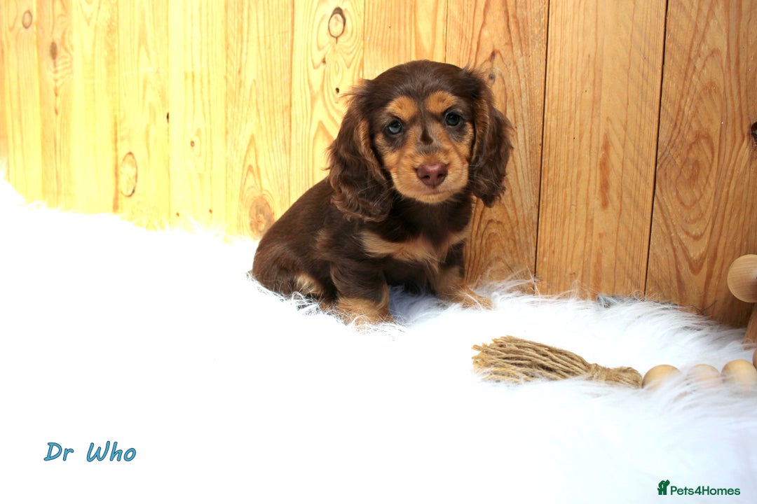 Miniature Dachshund dogs for sale: KC Health tested Licensed breeder 12 years exp - Image 26