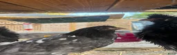 Chickens poultry for sale: 2 Polish Frizzle Bantams & 1 Mottled Java (assumed - Advert 3