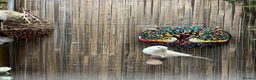 Canaries birds for sale: White and yellow canaries - Advert 1