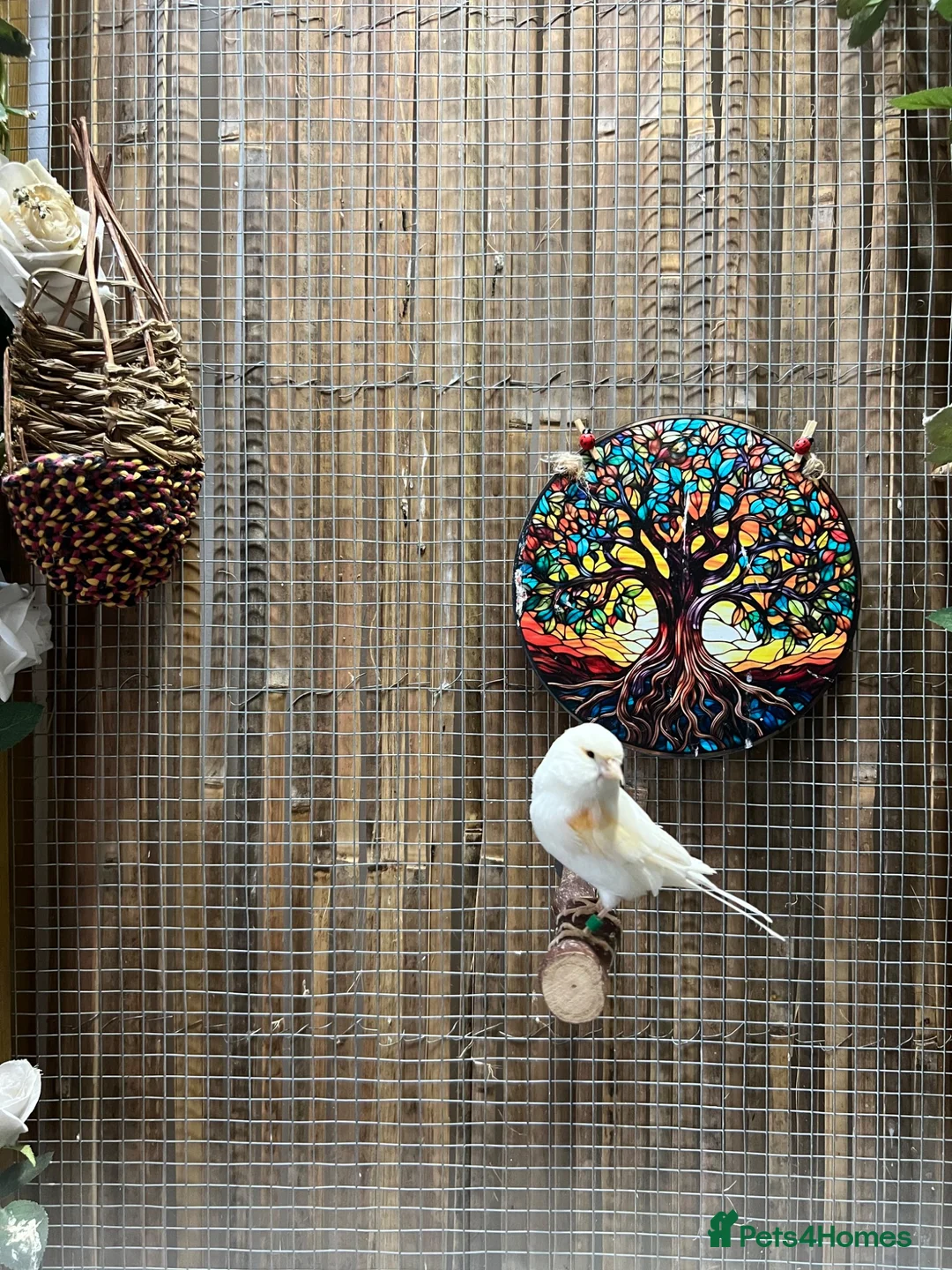 Canaries birds for sale: White and yellow canaries - Advert 1