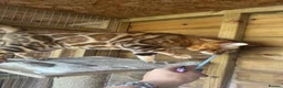 Bengal cats for sale: Stunning boy - Advert 6