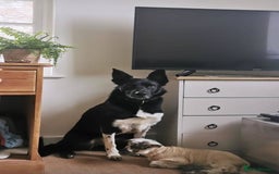 Border Collie dogs for sale: 3 male border collie puppies - Image 6