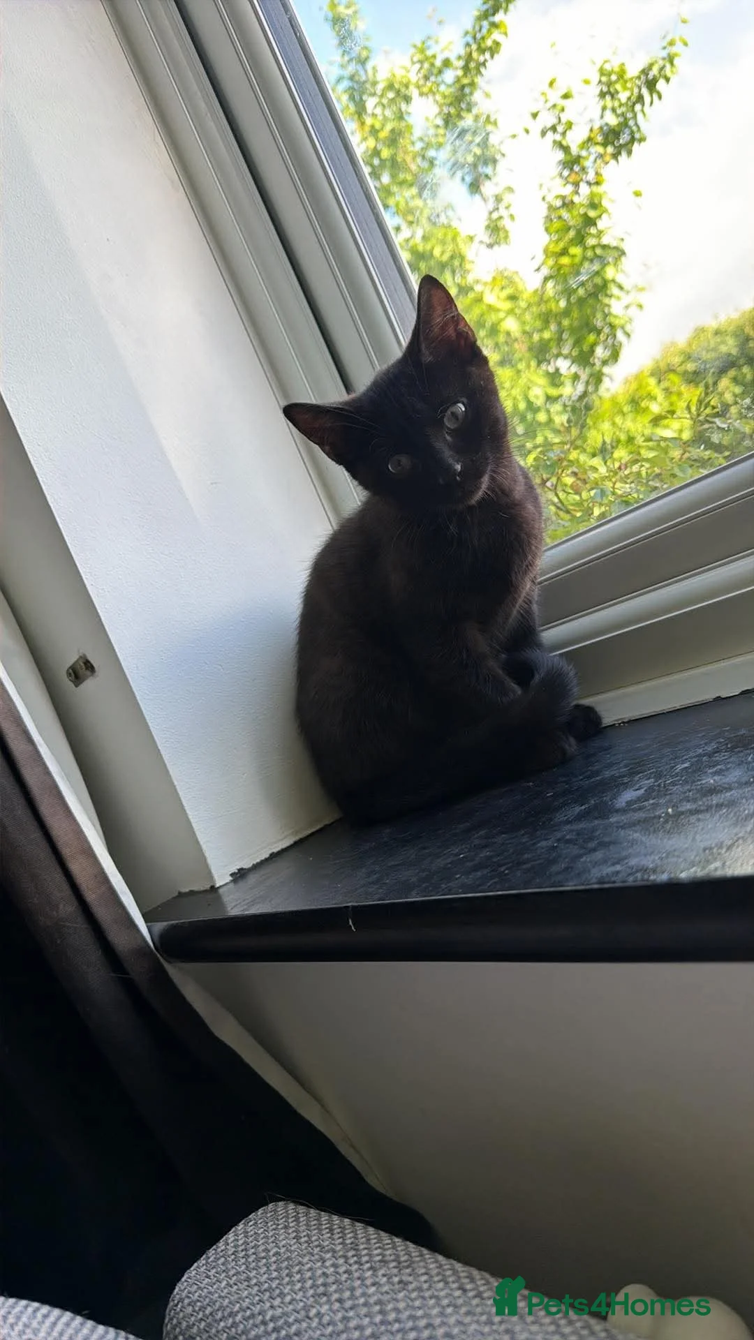 British Shorthair cats for sale: British shorthair cross gorgeous boy available now in Gloucester - Advert 6