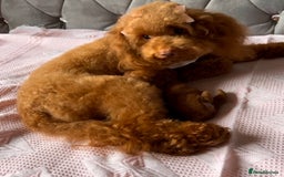 Toy Poodle dogs for sale:  🐩✨ Exceptionally Tiny Red Toy Poodles ✨🐩 - Image 7