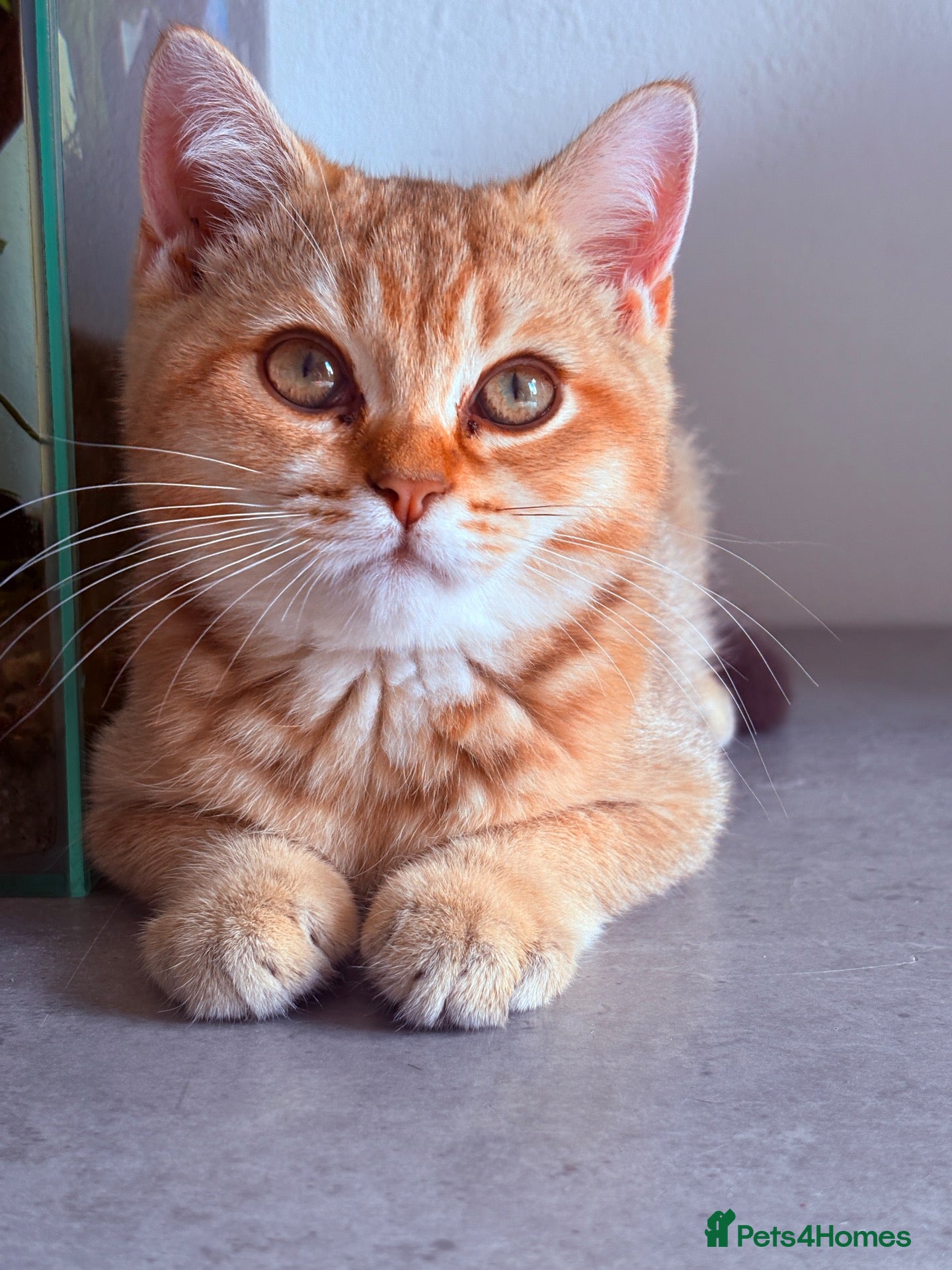 British Shorthair cats GCCF Golden BSH Kittens | Ready Now - Advert 2