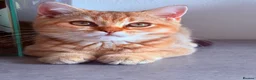 British Shorthair cats for sale: Ready Now /GCCF Golden BSH Kittens  - Advert 13