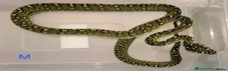 Snake reptiles for sale: Diamond Carpet Pythons - Advert 4