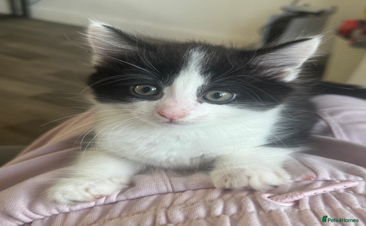 Mixed Breed cats - Advert 16