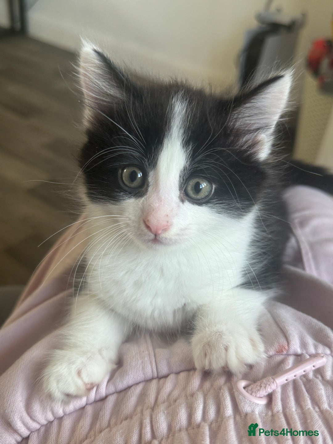 Mixed Breed cats for sale: Last little kitten left  - Image 1