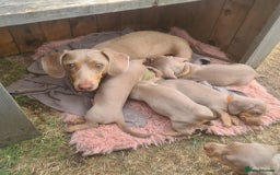 Miniature Dachshund dogs for sale: Miniature Dachshund Isabella Tan Short Soft Coat - Image 5