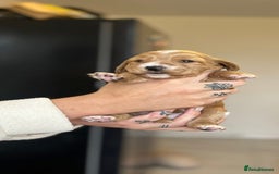 Cocker Spaniel dogs for sale: Cocker spaniels ( show type)  - Image 8