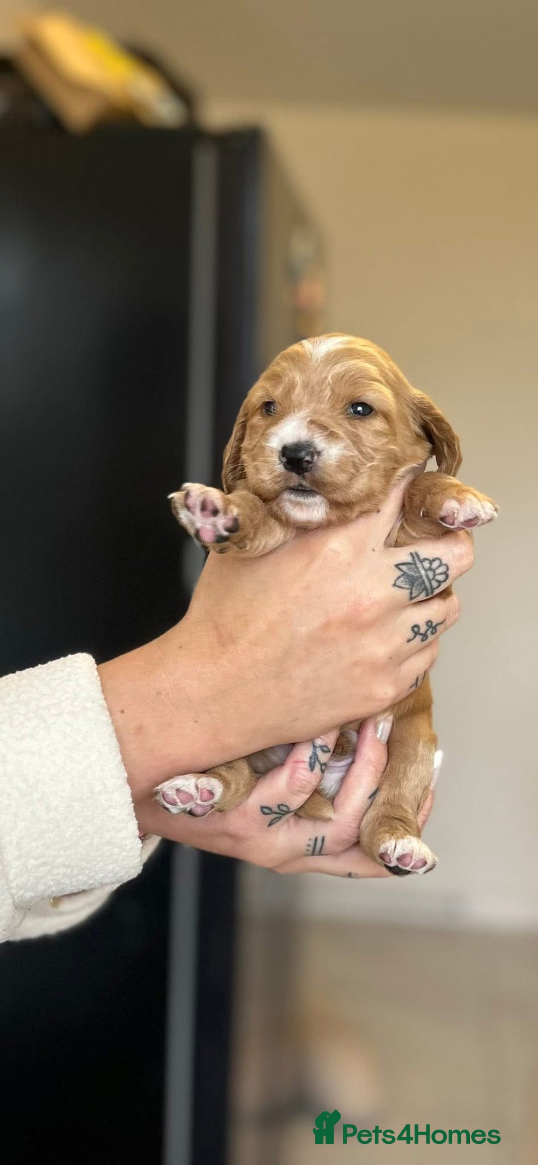 Cocker Spaniel dogs for sale: Cocker spaniels ( show type)  - Image 8