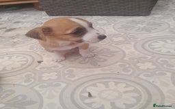 Mixed Breed dogs for sale: Jack russell x chihuahua boys only  - Image 3