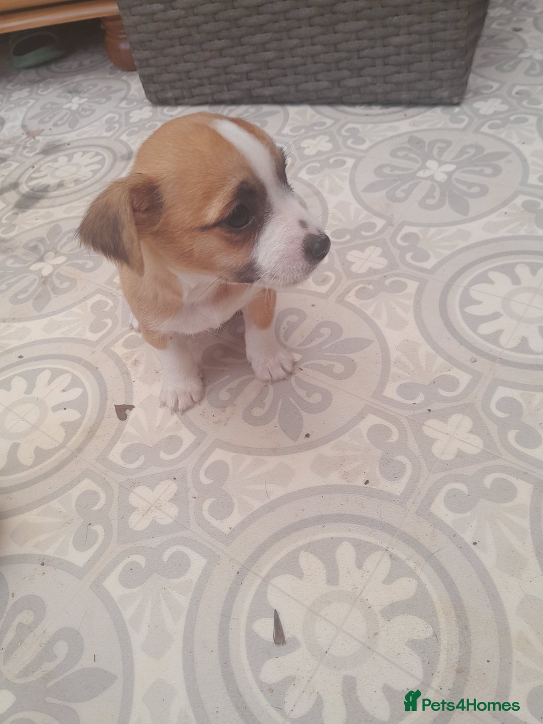 Mixed Breed dogs for sale: Jack russell x chihuahua boys only  - Image 3