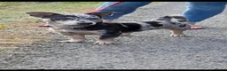 Jack Russell dogs for sale: 2 Merle Jack Russell Girls  - Advert 4