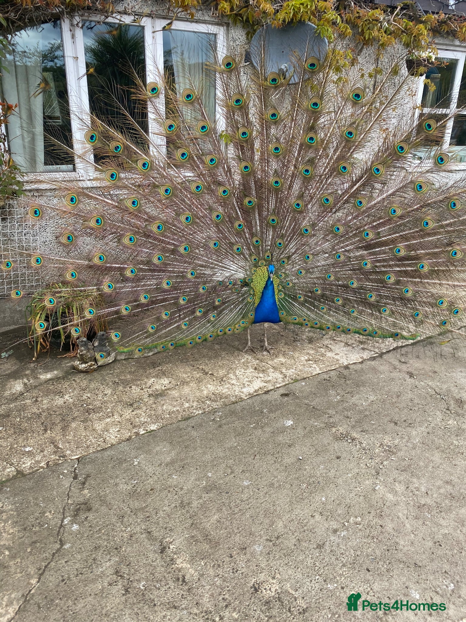 Peafowl poultry Stunning Peacocks for sale-eye catching/elegant  - Advert 18
