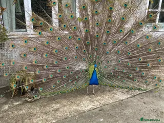 Peafowl poultry Stunning Peacocks for sale-eye catching/elegant - Advert 18