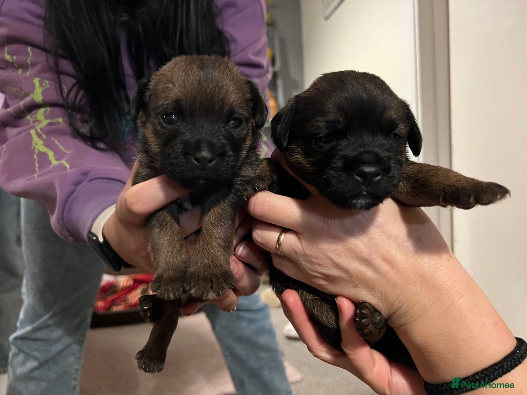 Border Terrier dogs for sale: Border terrier pups - Image 2