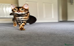 Bengal cats for sale: Bengal cat for sale  - Image 3