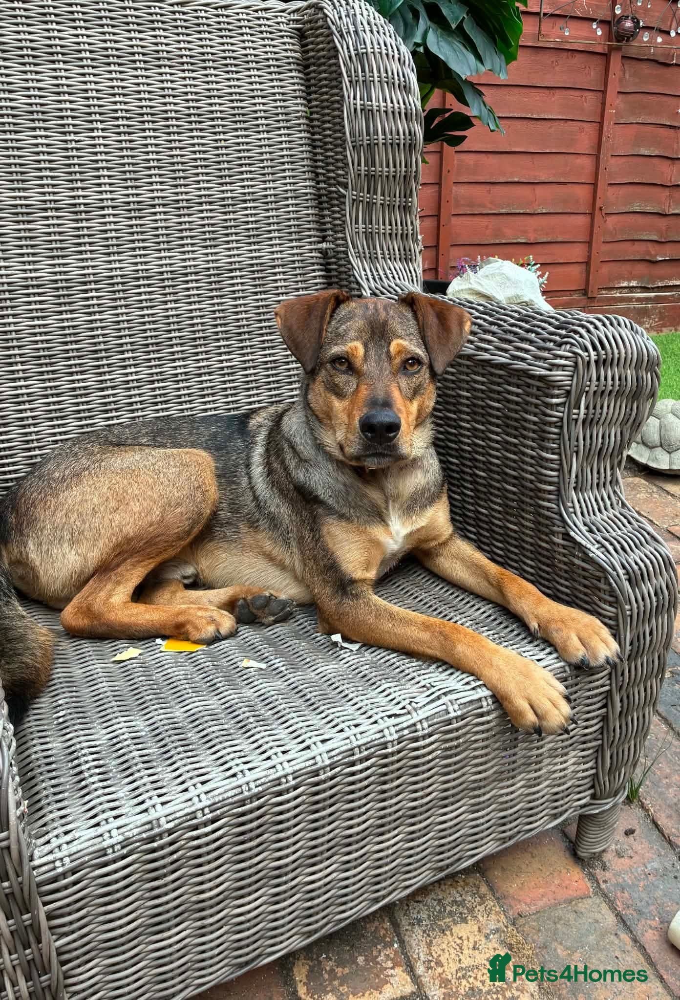 Mixed Breed dogs Musu! - Advert 1