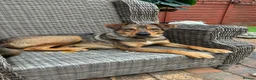 Mixed Breed dogs for adoption: Musu! - Advert 1
