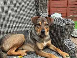 Mixed Breed dogs Musu! - Advert 1