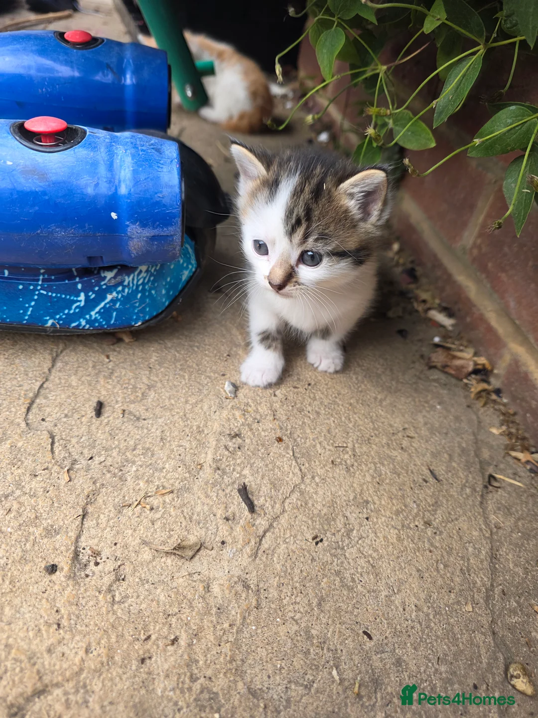 Mixed Breed cats for sale: little kittens are looking for new homes - Advert 2